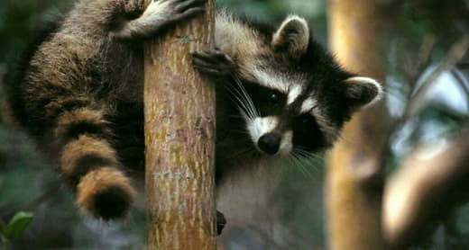 raccoon 07.02.2020