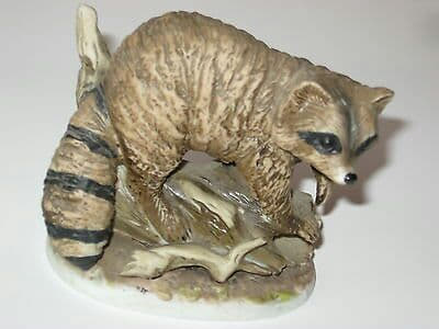 raccoon 07.02.2020