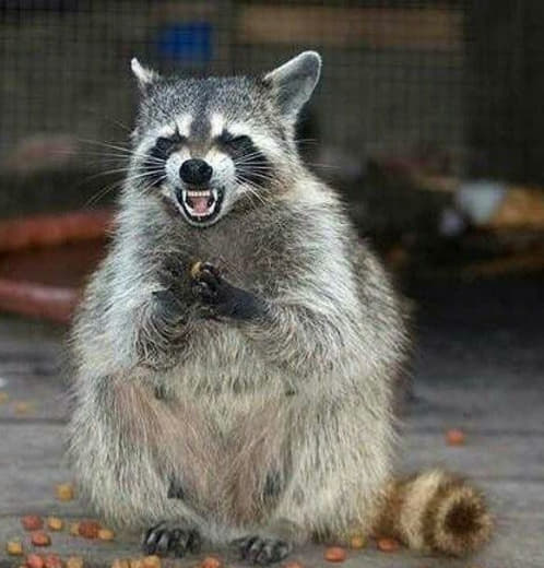 raccoon 07.02.2020