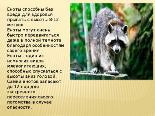 raccoon 07.02.2020