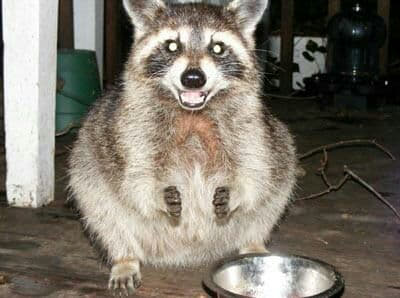 raccoon 06.02.2020