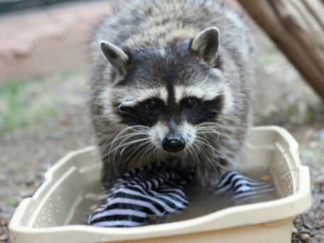 raccoon 06.02.2020