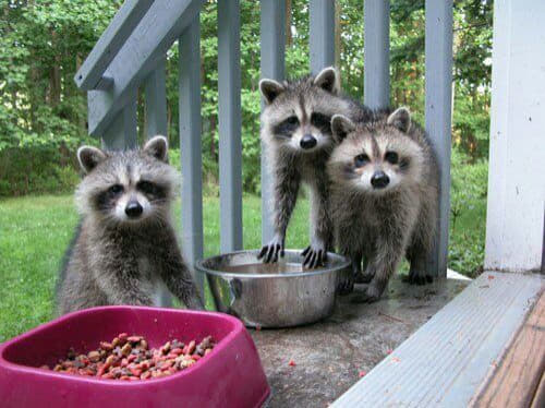 raccoon 06.02.2020