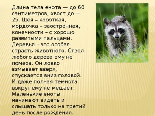 raccoon 06.02.2020