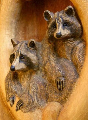 raccoon 06.02.2020