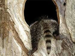 raccoon 06.02.2020