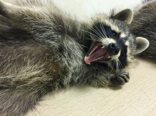 raccoon 06.02.2020