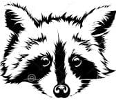raccoon 06.02.2020