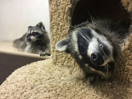 raccoon 06.02.2020