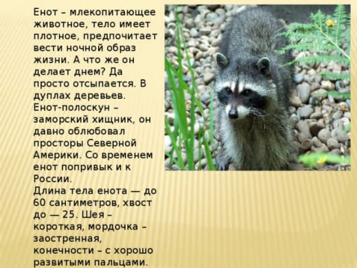 raccoon 06.02.2020