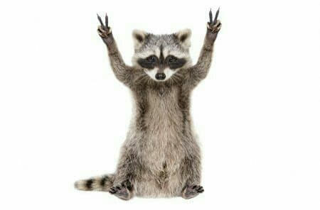 raccoon 05.02.2020