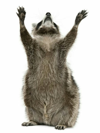 raccoon 05.02.2020