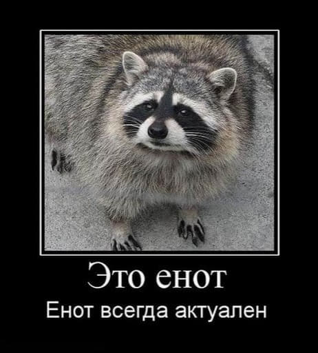raccoon 05.02.2020