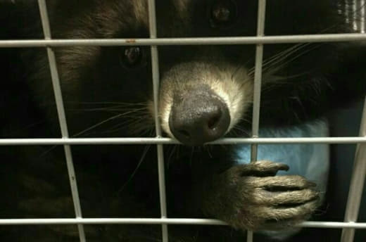 raccoon 05.02.2020