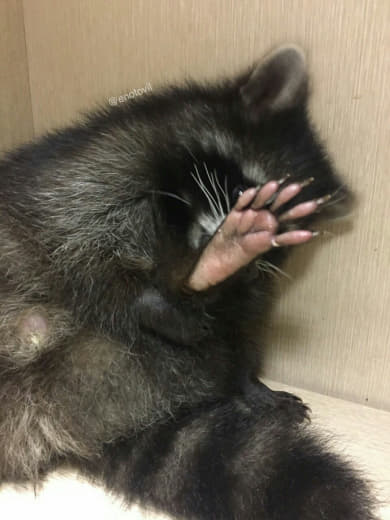 raccoon 05.02.2020