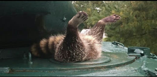 raccoon 05.02.2020