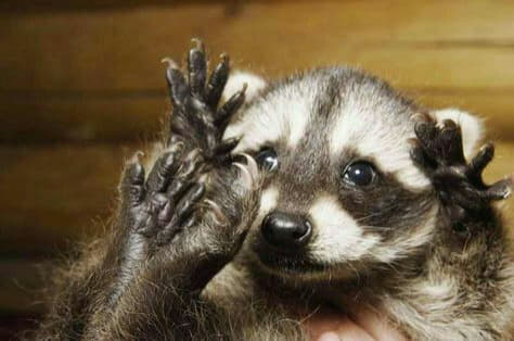 raccoon 05.02.2020