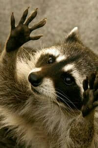 raccoon 04.02.2020
