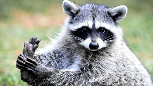 raccoon 04.02.2020