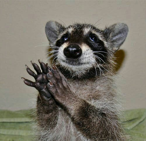 raccoon 04.02.2020