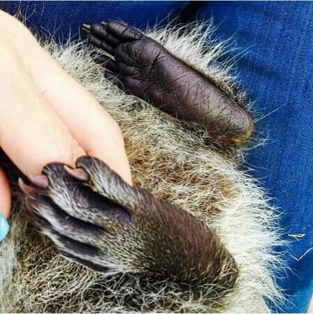 raccoon 04.02.2020