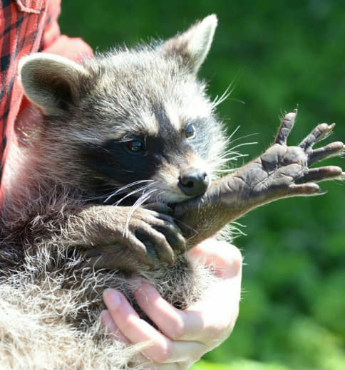 raccoon 04.02.2020