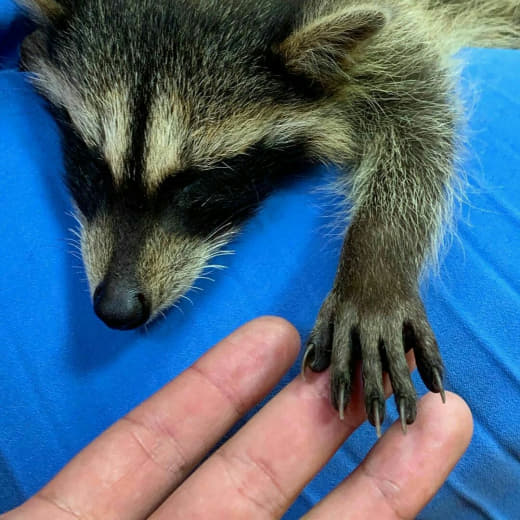 raccoon 04.02.2020
