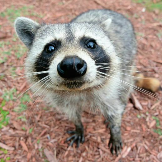 raccoon 04.02.2020