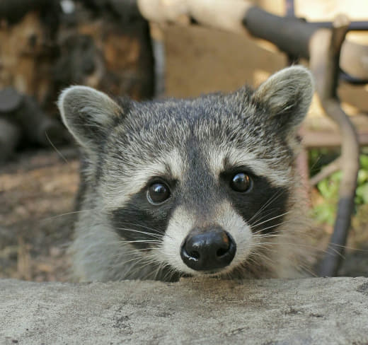 raccoon 03.02.2020
