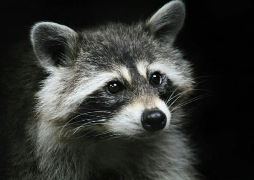raccoon 03.02.2020