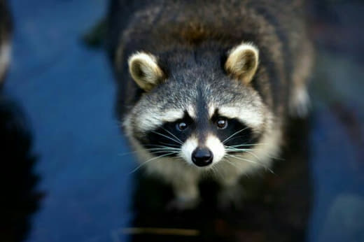 raccoon 03.02.2020