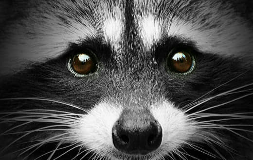 raccoon 03.02.2020