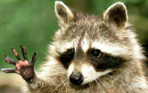 raccoon 03.02.2020