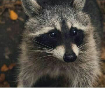raccoon 03.02.2020