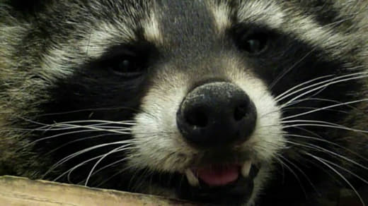 raccoon 03.02.2020