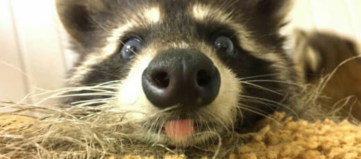 raccoon 03.02.2020