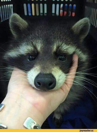 raccoon 03.02.2020