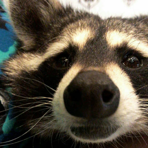 raccoon 03.02.2020