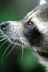 raccoon 03.02.2020