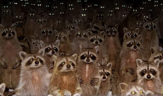 raccoon 03.02.2020