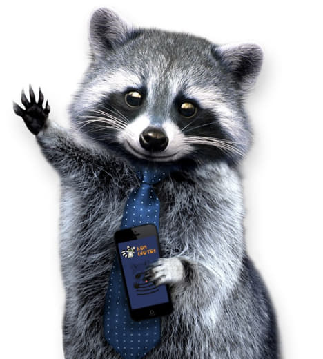raccoon 03.02.2020