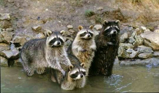 raccoon 03.02.2020