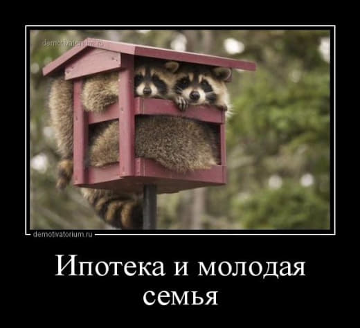 raccoon 02.02.2020