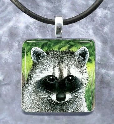 raccoon 02.02.2020