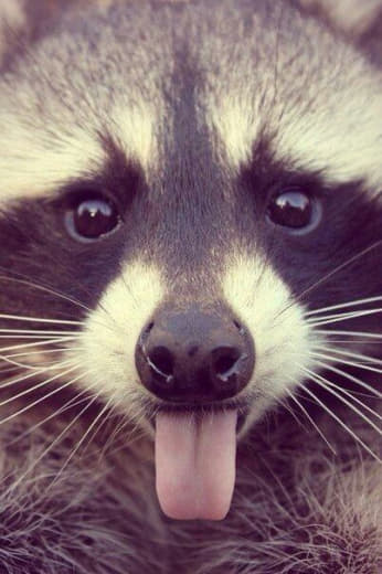 raccoon 01.02.2020