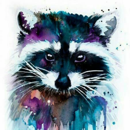 raccoon 01.02.2020