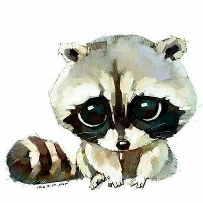 raccoon 01.02.2020