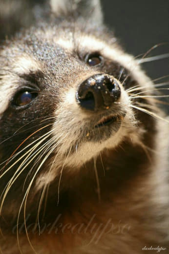 raccoon 01.02.2020