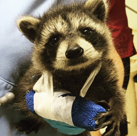raccoon 01.02.2020