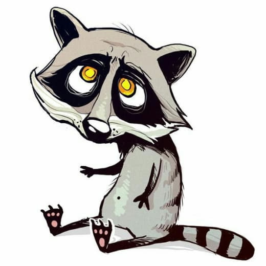 raccoon 01.02.2020